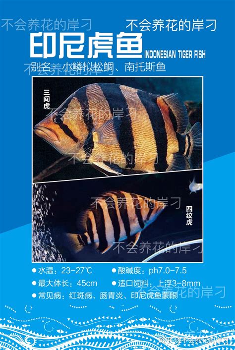 印尼虎魚